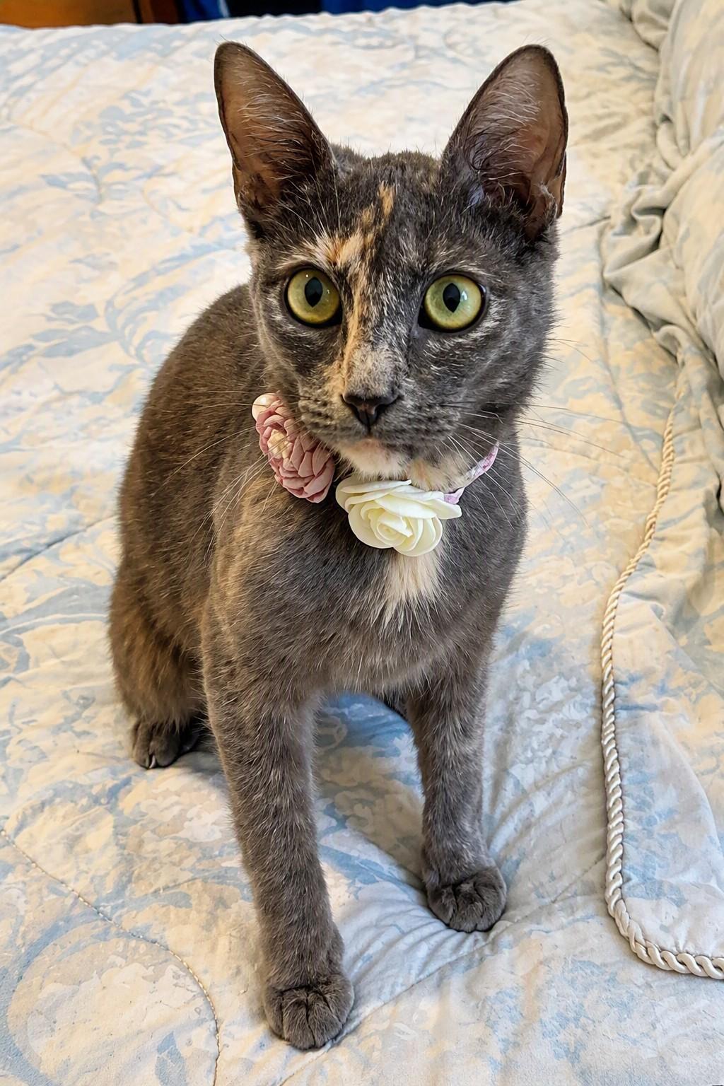 Ellie, ADOPTABLE, Young Female Tortoiseshell.