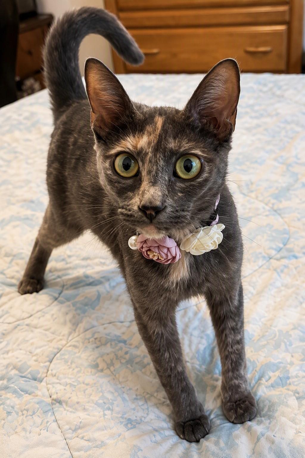 Ellie, a ADOPTABLE Tortoiseshell in Maitland, FL image 2/2