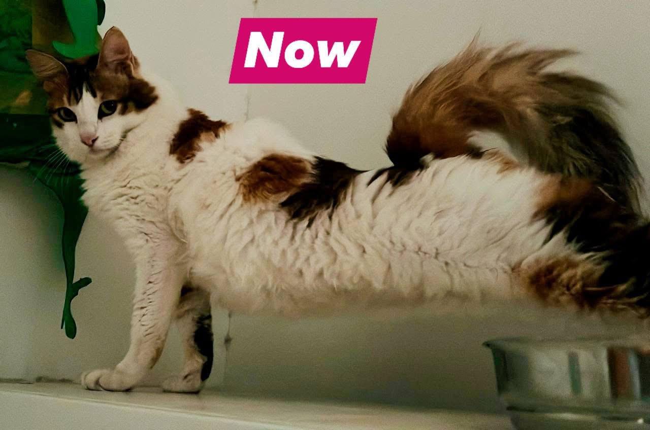 Enlarge Daisy , a ADOPTABLE Domestic Medium Hair in Tampa, FL image 1/3