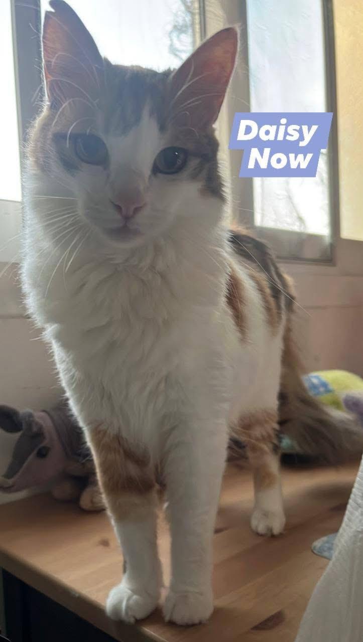 Enlarge Daisy , a ADOPTABLE Domestic Medium Hair in Tampa, FL image 2/3