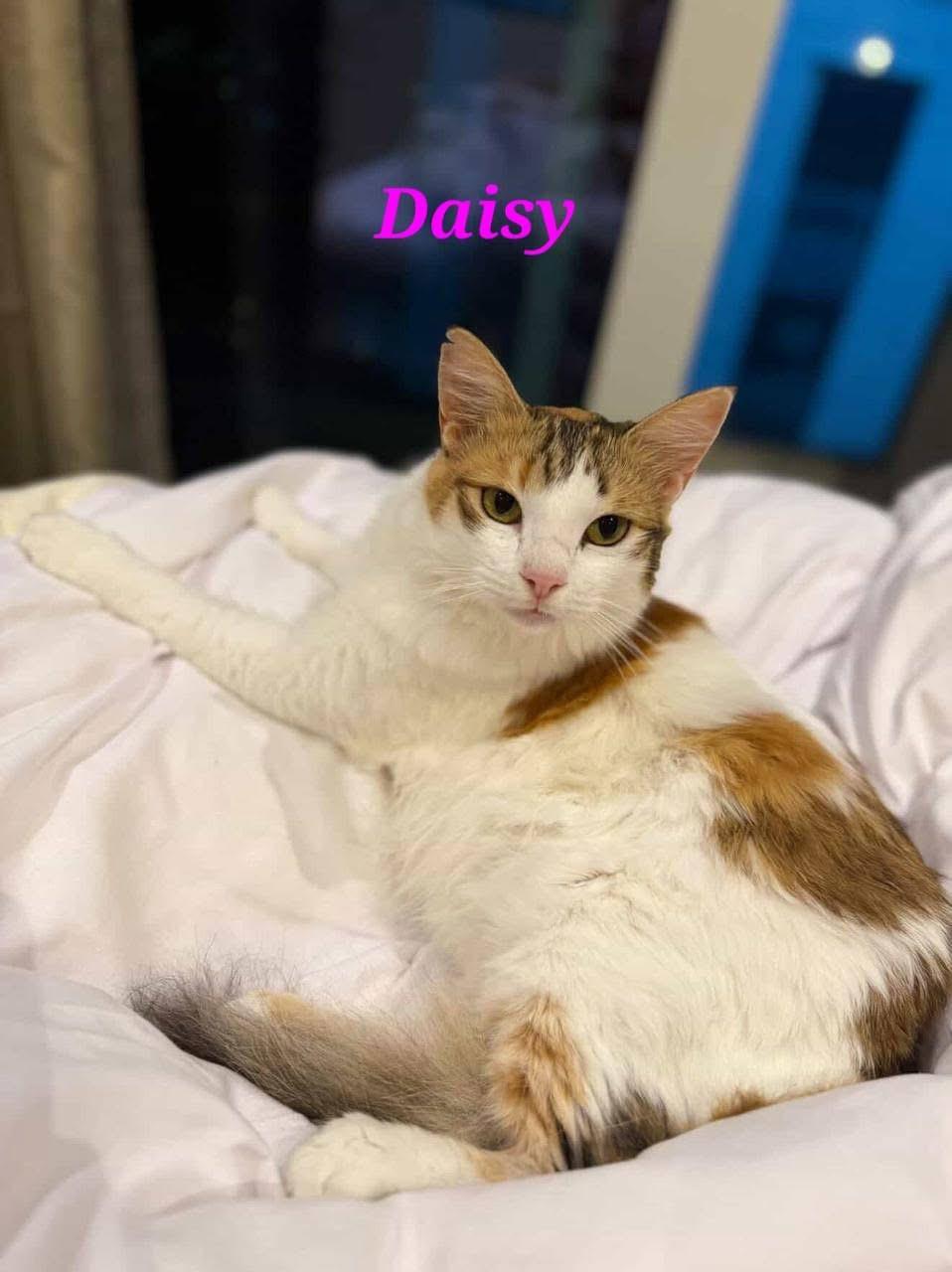 Enlarge Daisy , a ADOPTABLE Domestic Medium Hair in Tampa, FL image 3/3