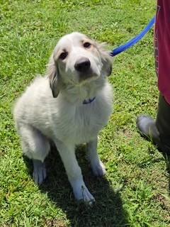 Georgia, adopted, Puppy Female Great Pyrenees.