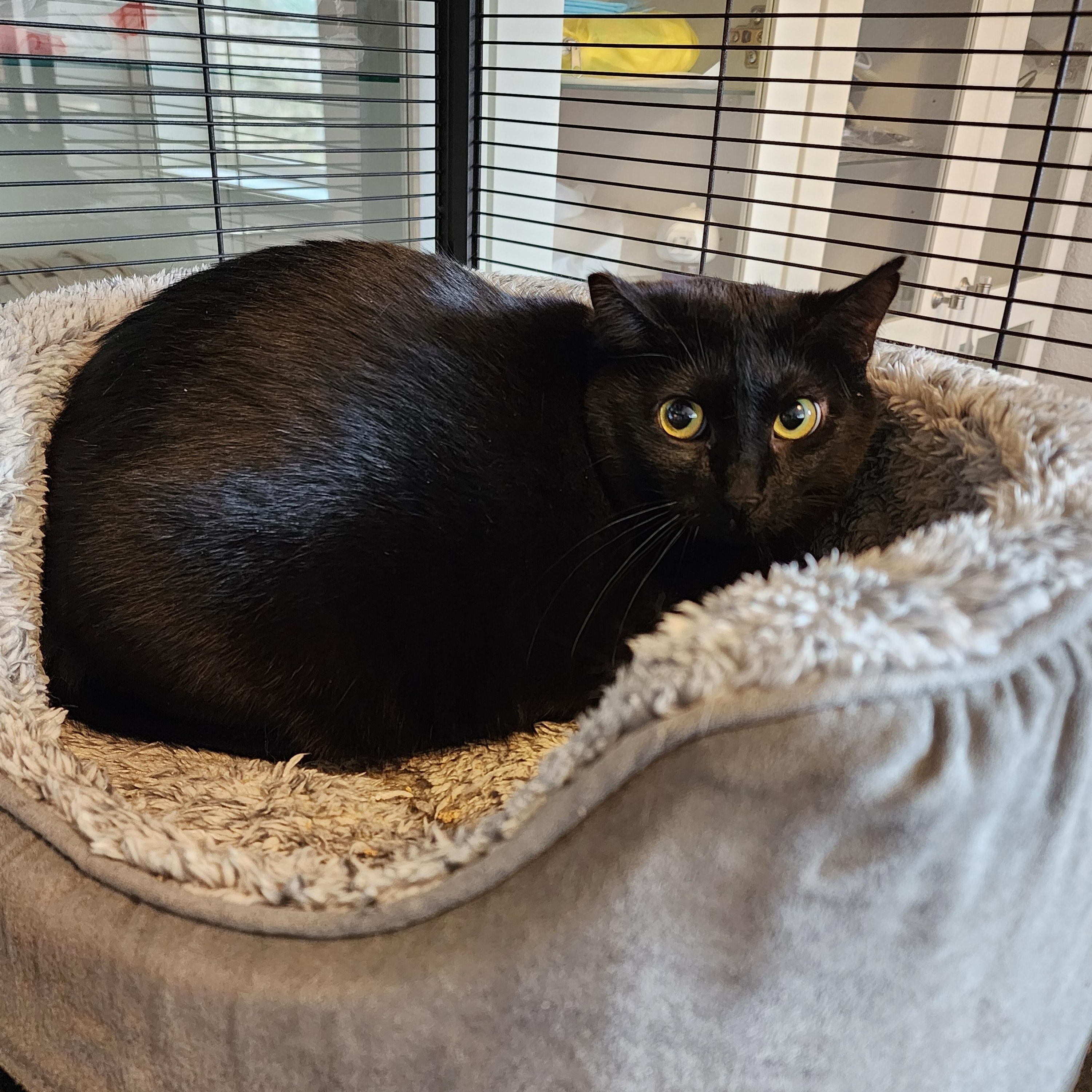 Atlas, adoptable, Adult Female Domestic Short Hair.