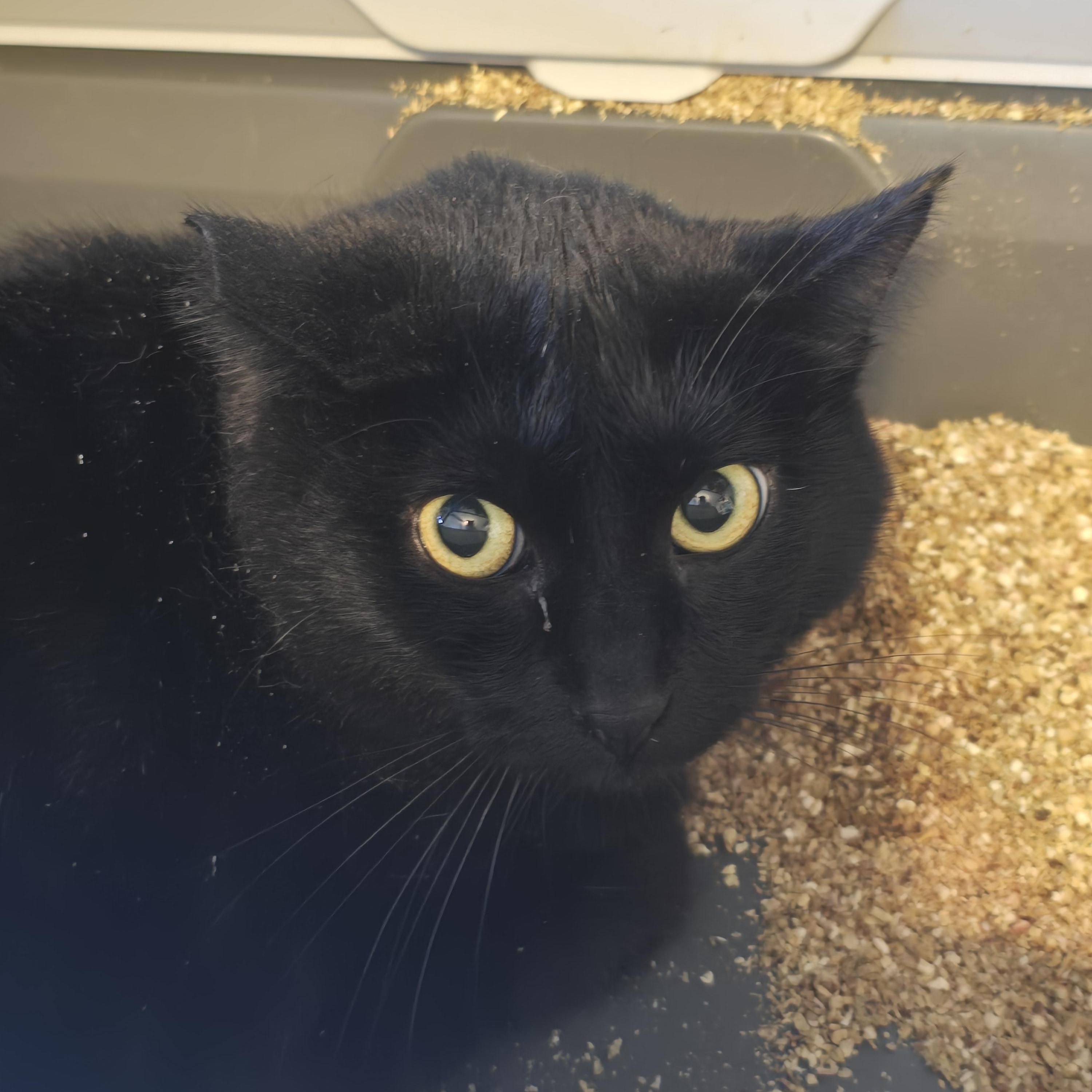 Atlas, adoptable, Adult Female Domestic Short Hair.