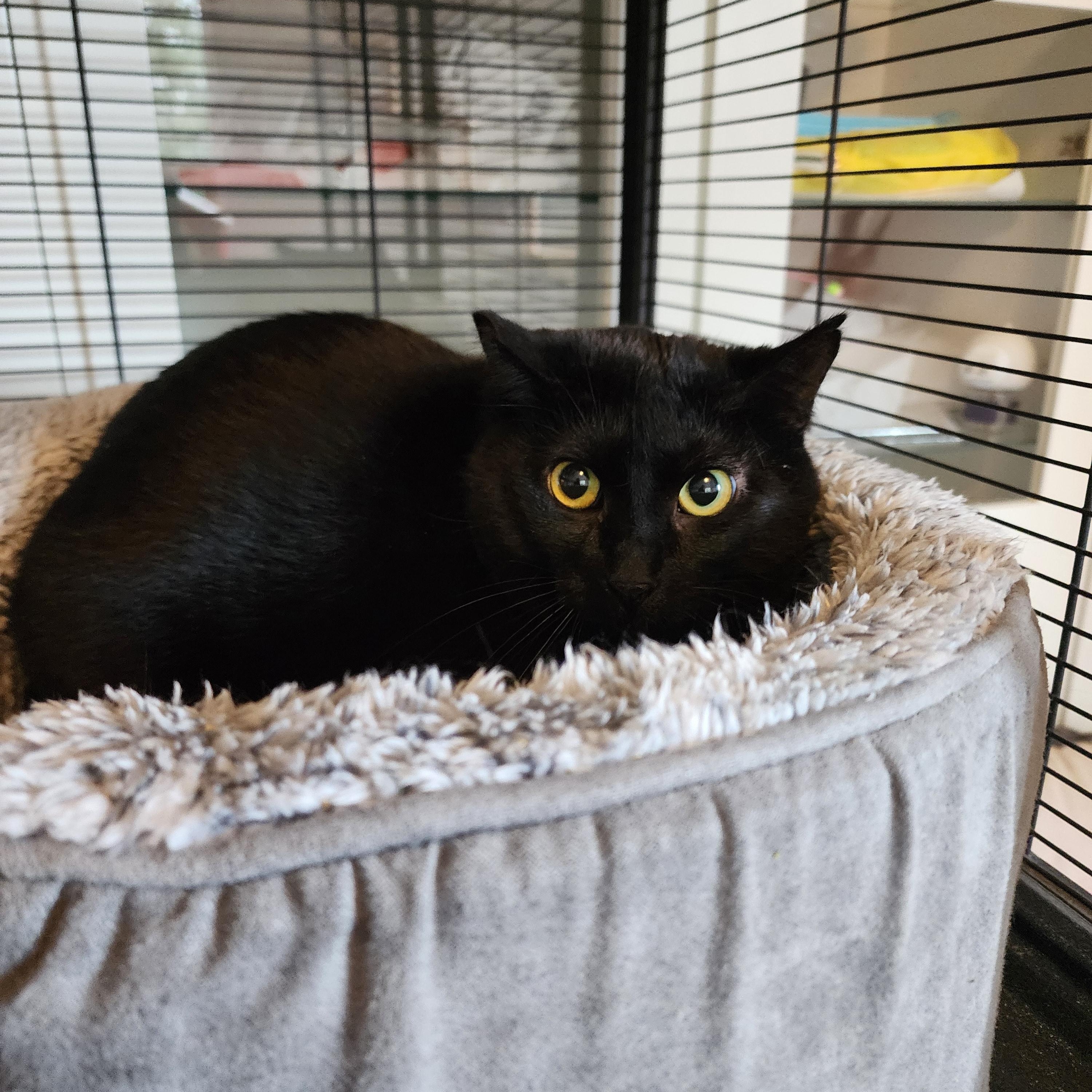 Enlarge Atlas, an adoptable Domestic Short Hair in Lacey, WA image 4/4