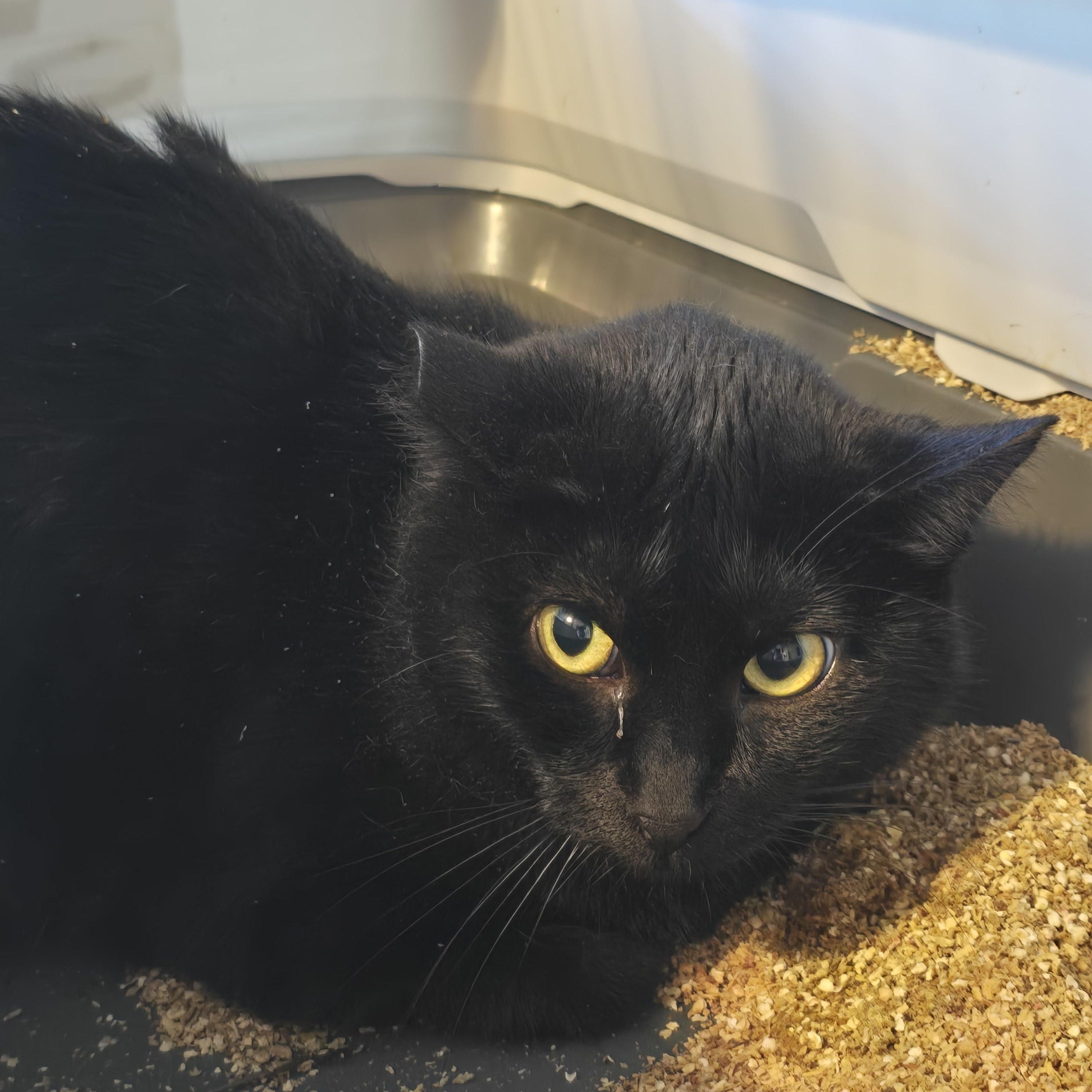 Enlarge Atlas, an adoptable Domestic Short Hair in Lacey, WA image 2/2