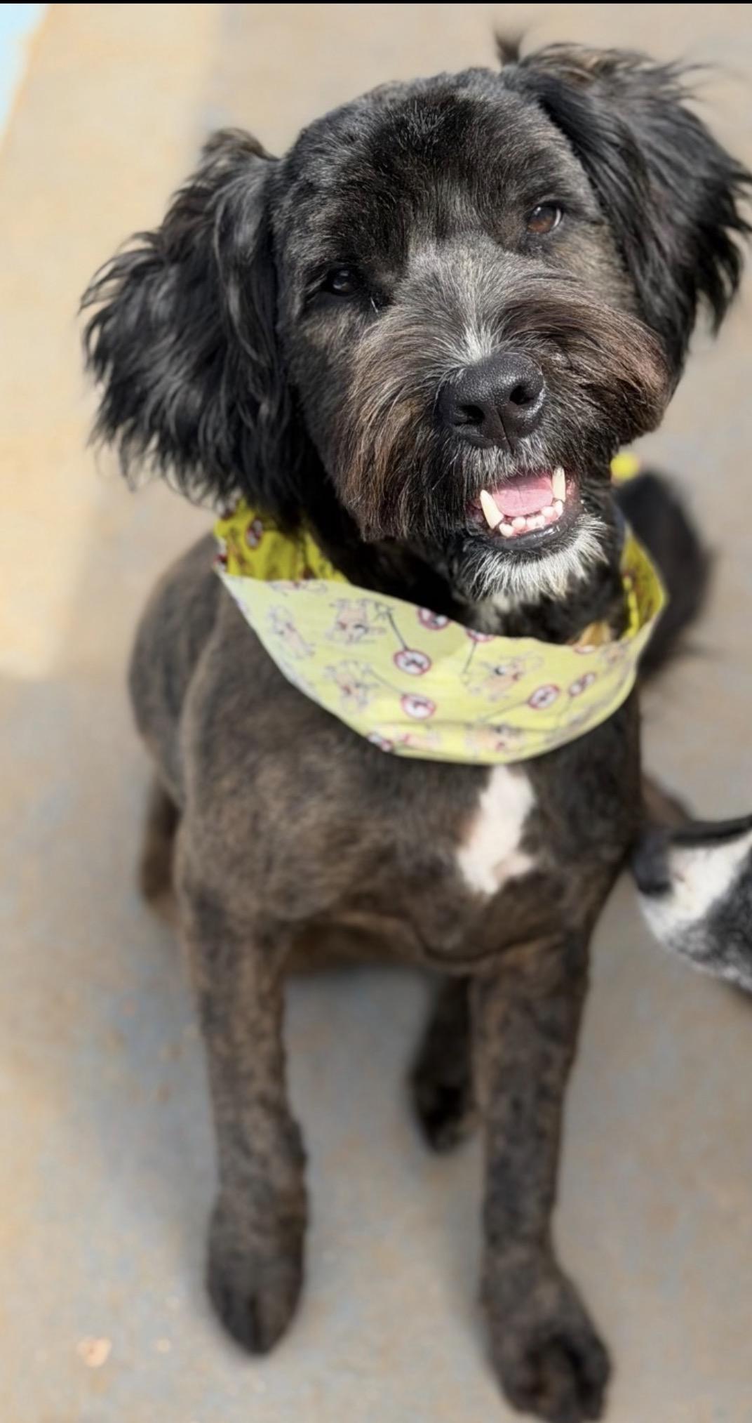 Enlarge OUIJA, a Adoptable mixed breed in Mt laurel Township, NJ image 2/3