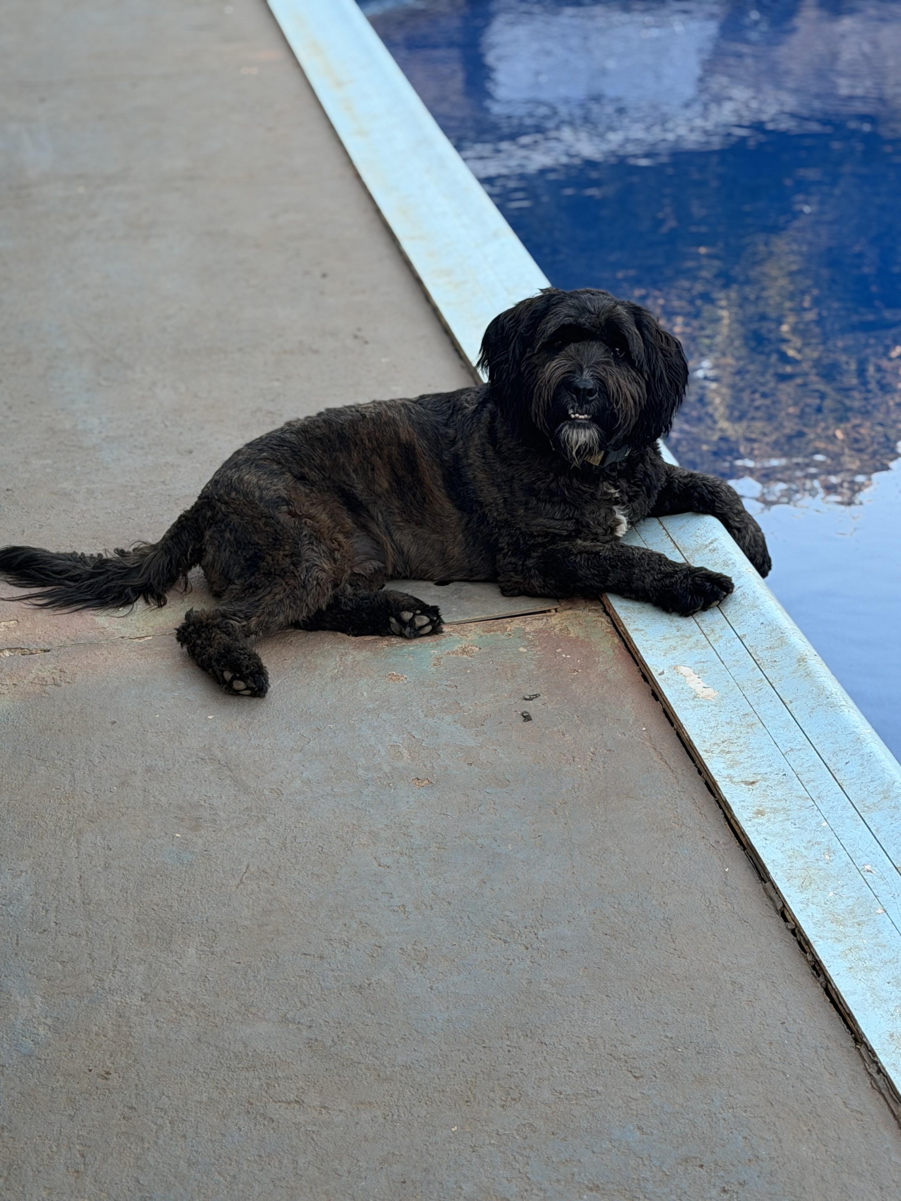 OUIJA, Adoptable, Young Male Labradoodle.