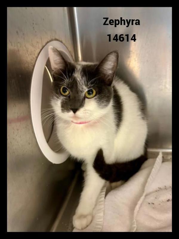 Zephyra (665), Adoptable, Adult Female Domestic Short Hair.