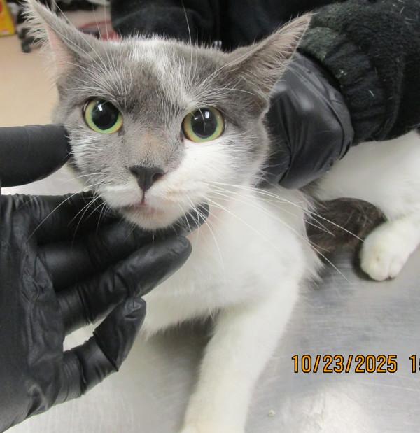 Enlarge Zephyra (665), a Adoptable mixed breed in Marietta, GA image 2/2