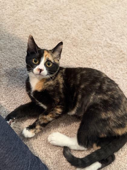 Enlarge Ophelia, a Adoptable mixed breed in San Diego, CA image 1/1