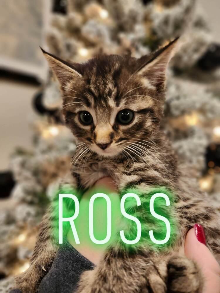 Max (Ross), a Adoptable mixed breed in Lebanon, OR image 1/5