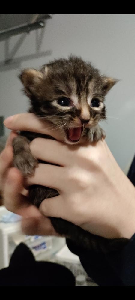 Max (Ross), a Adoptable mixed breed in Lebanon, OR image 3/5