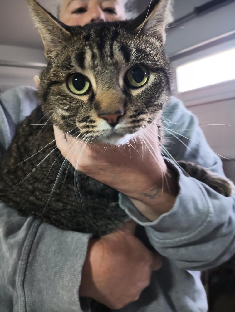 Max (Ross), a Adoptable mixed breed in Lebanon, OR image 4/5