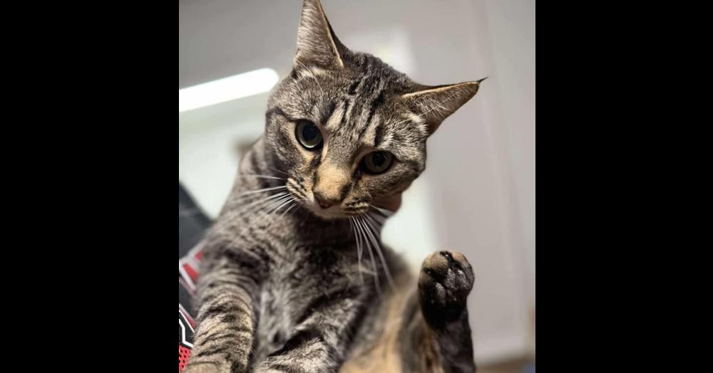 Max (Ross), a Adoptable mixed breed in Lebanon, OR image 5/5