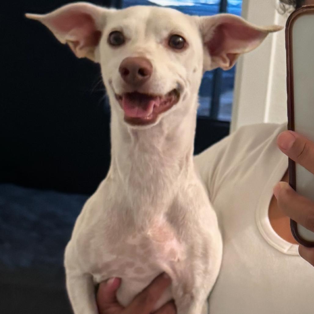Dyson, Adoptable, Senior Male Chihuahua.