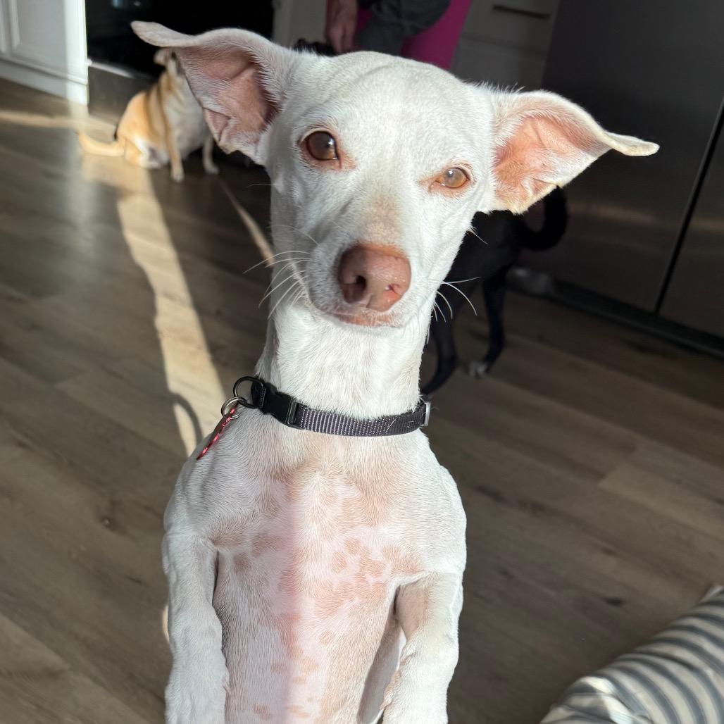 Enlarge Dyson, a Adoptable Chihuahua in Las Vegas, NV image 2/6