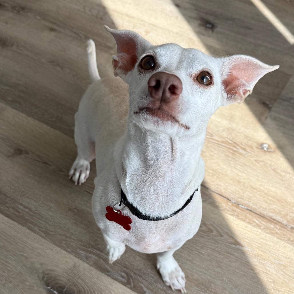 Enlarge Dyson, a Adoptable Chihuahua in Las Vegas, NV image 3/6