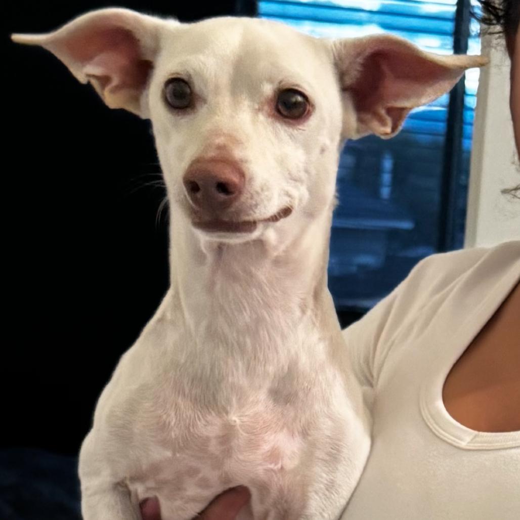 Enlarge Dyson, a Adoptable Chihuahua in Las Vegas, NV image 5/6