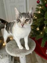 Daisy, ADOPTABLE, Young Female Domestic Short Hair.