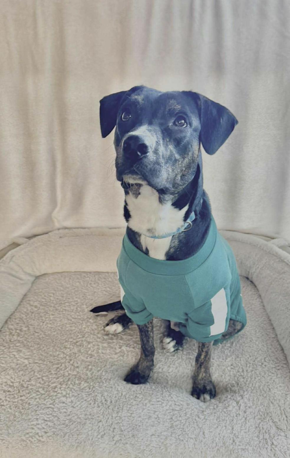 Mello — thumbnail 3