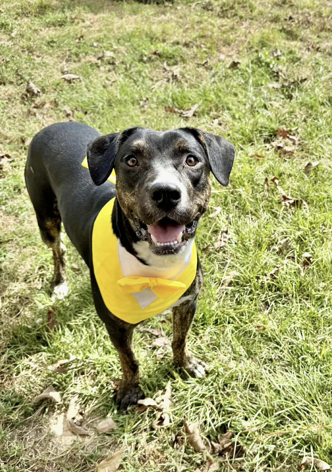 Mello — thumbnail 4