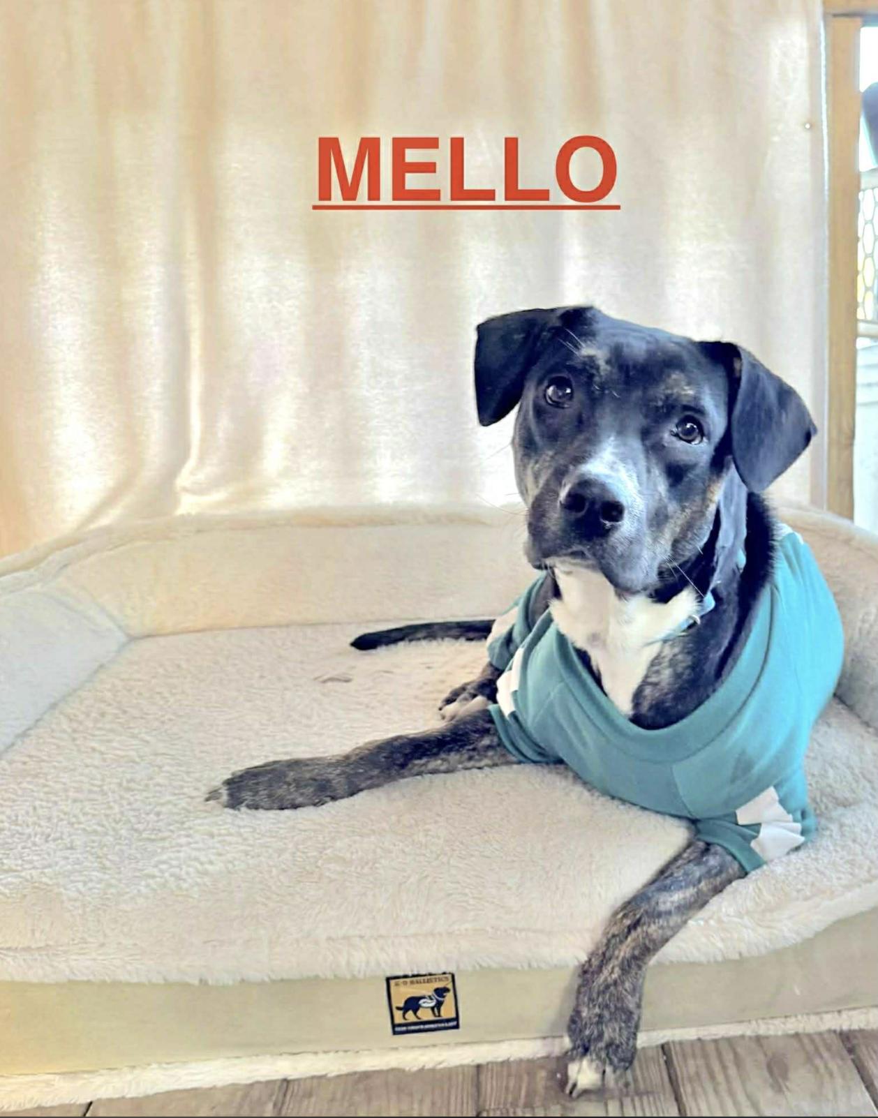 Mello — thumbnail 5