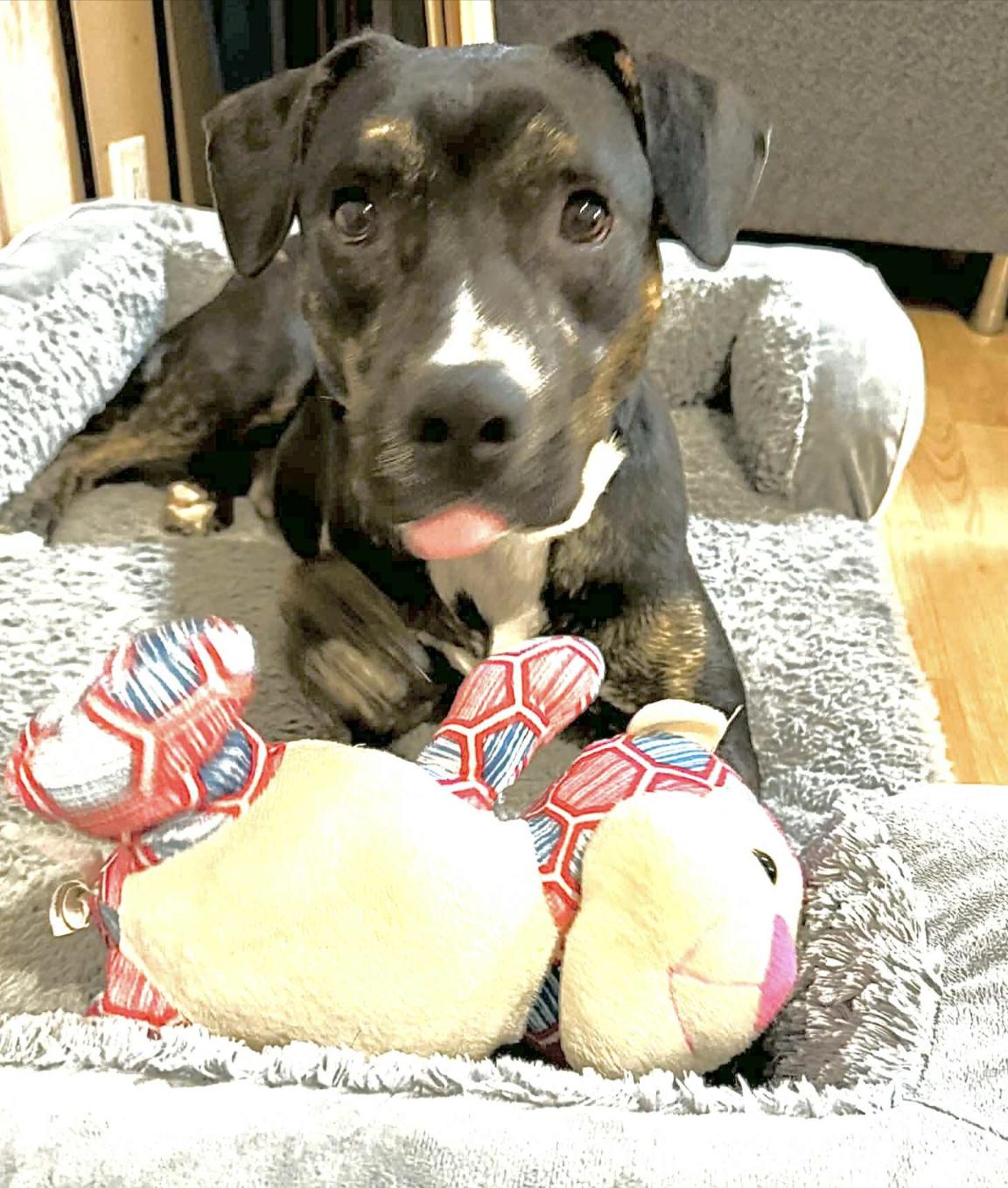 Mello — thumbnail 6