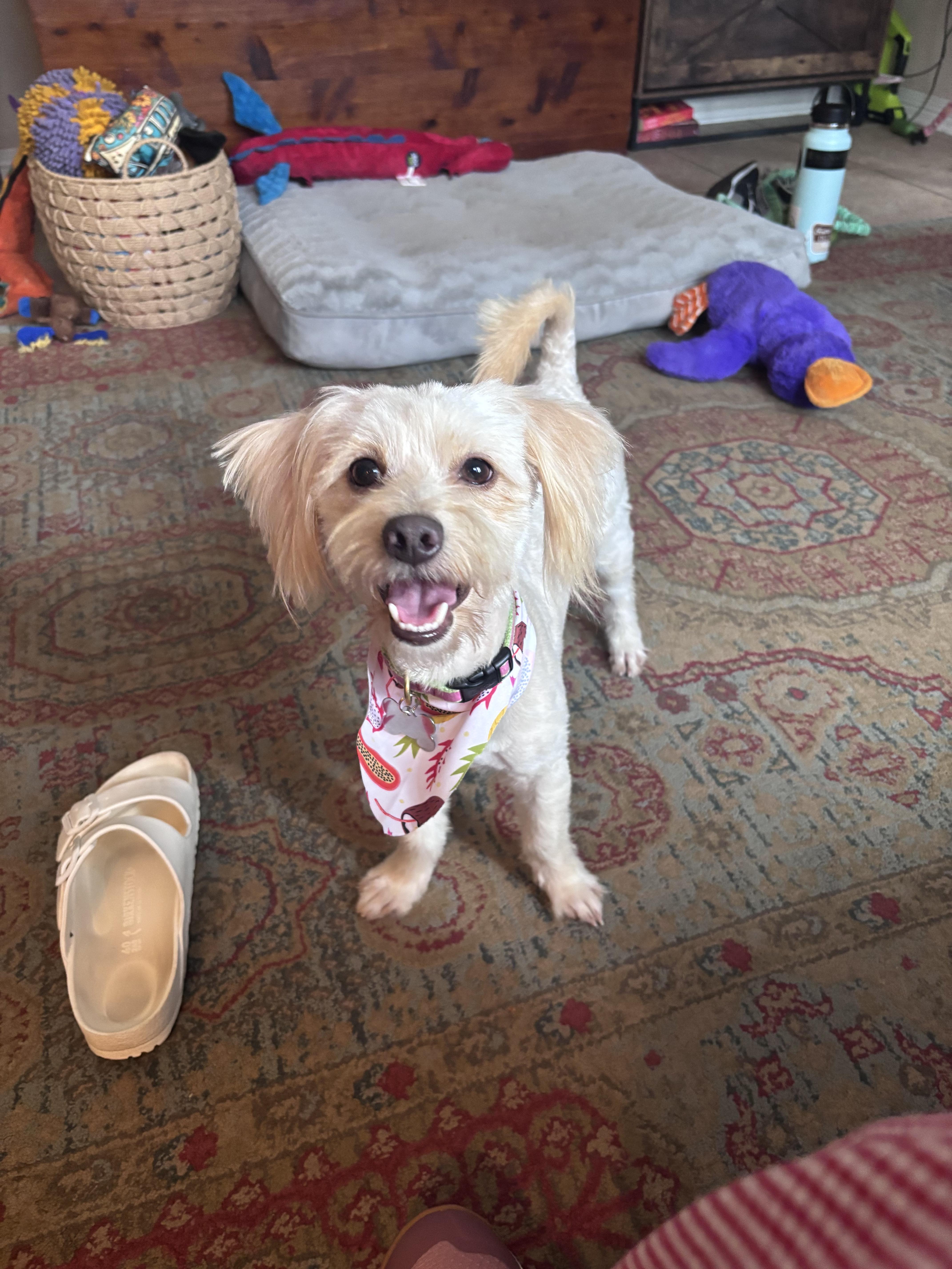 Enlarge Flux, an adopted Maltese in New Orleans, LA image 2/6