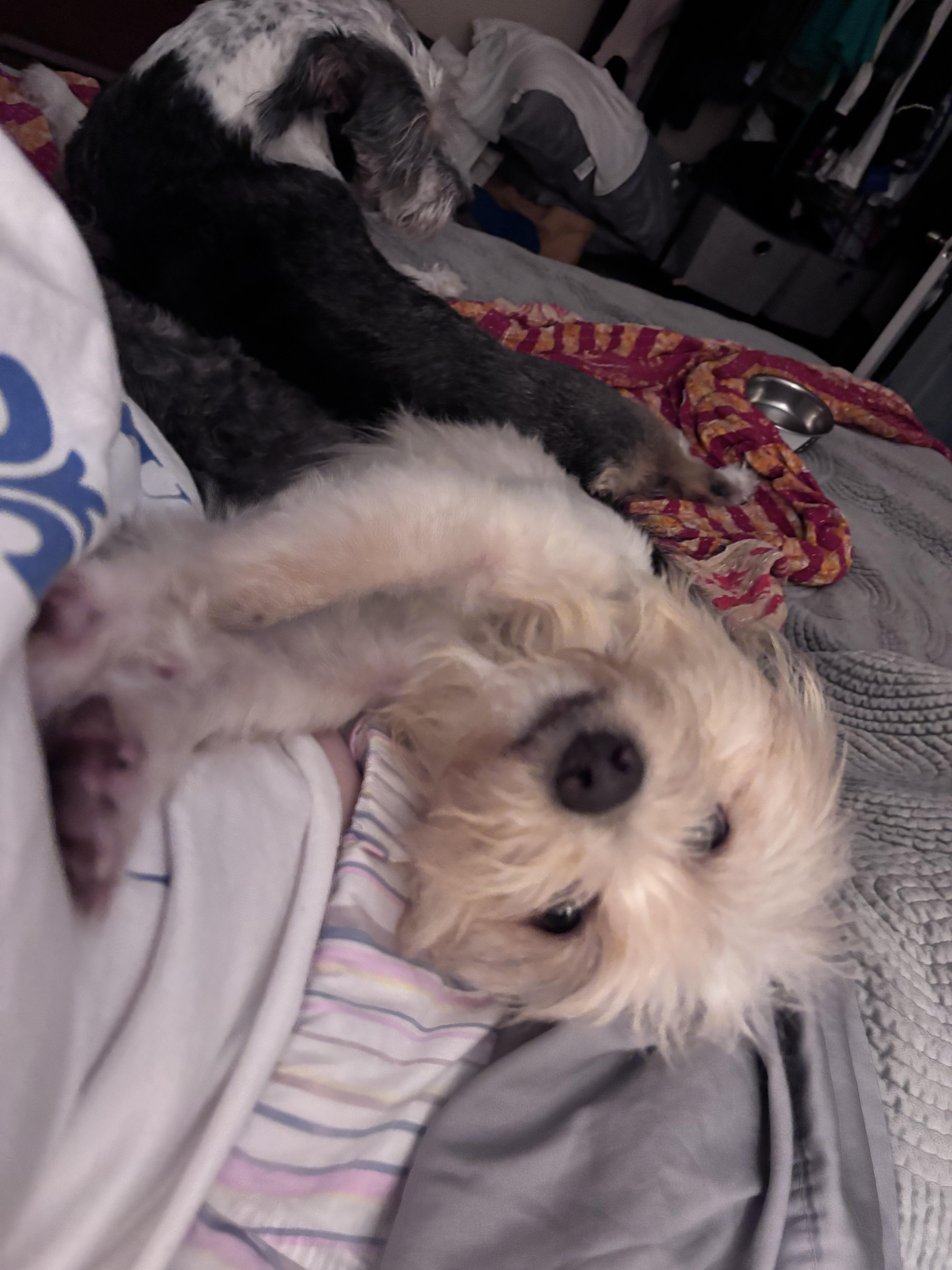 Enlarge Flux, an adopted Maltese in New Orleans, LA image 6/6