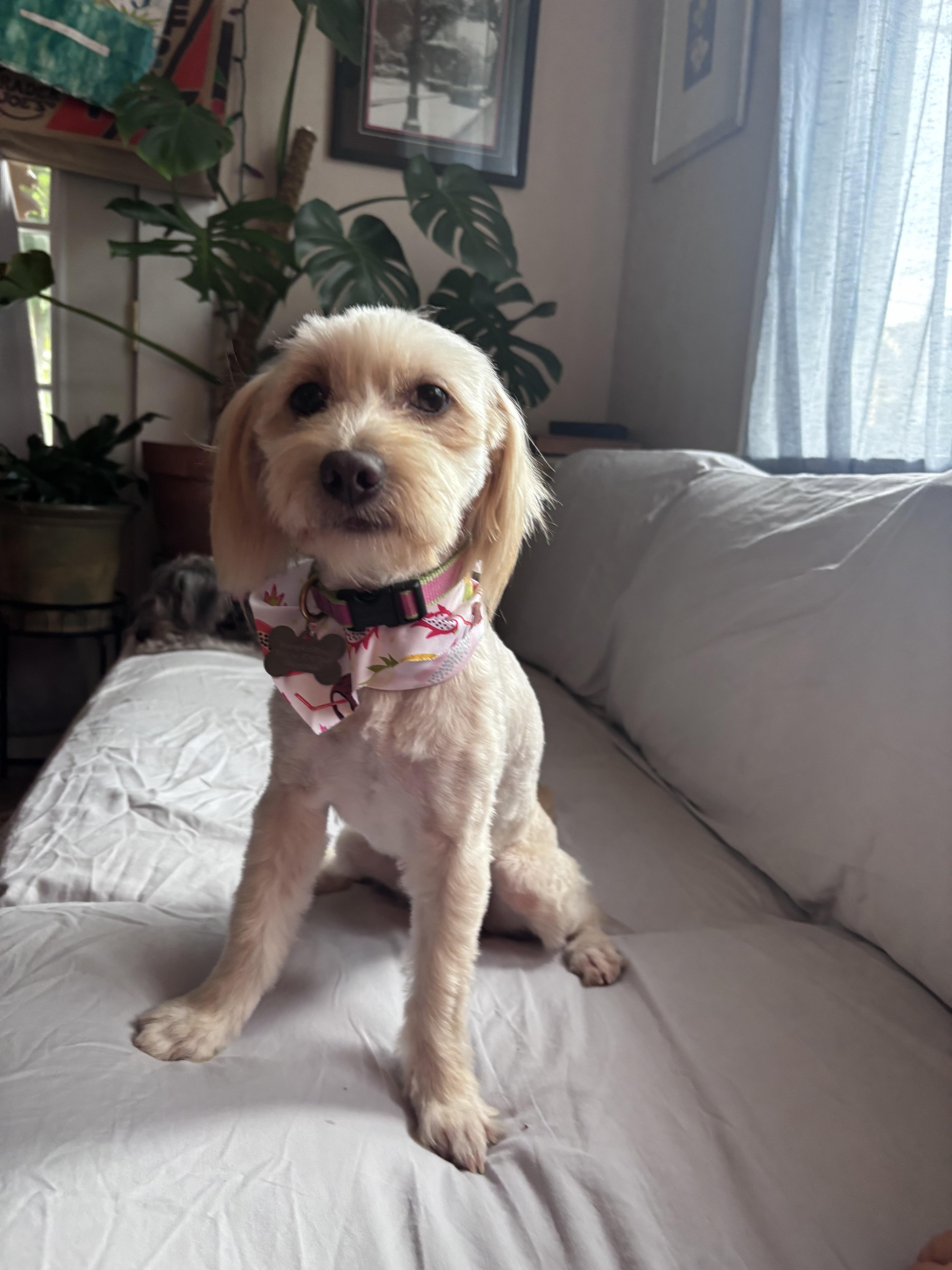Enlarge Flux, an adopted Maltese in New Orleans, LA image 4/6