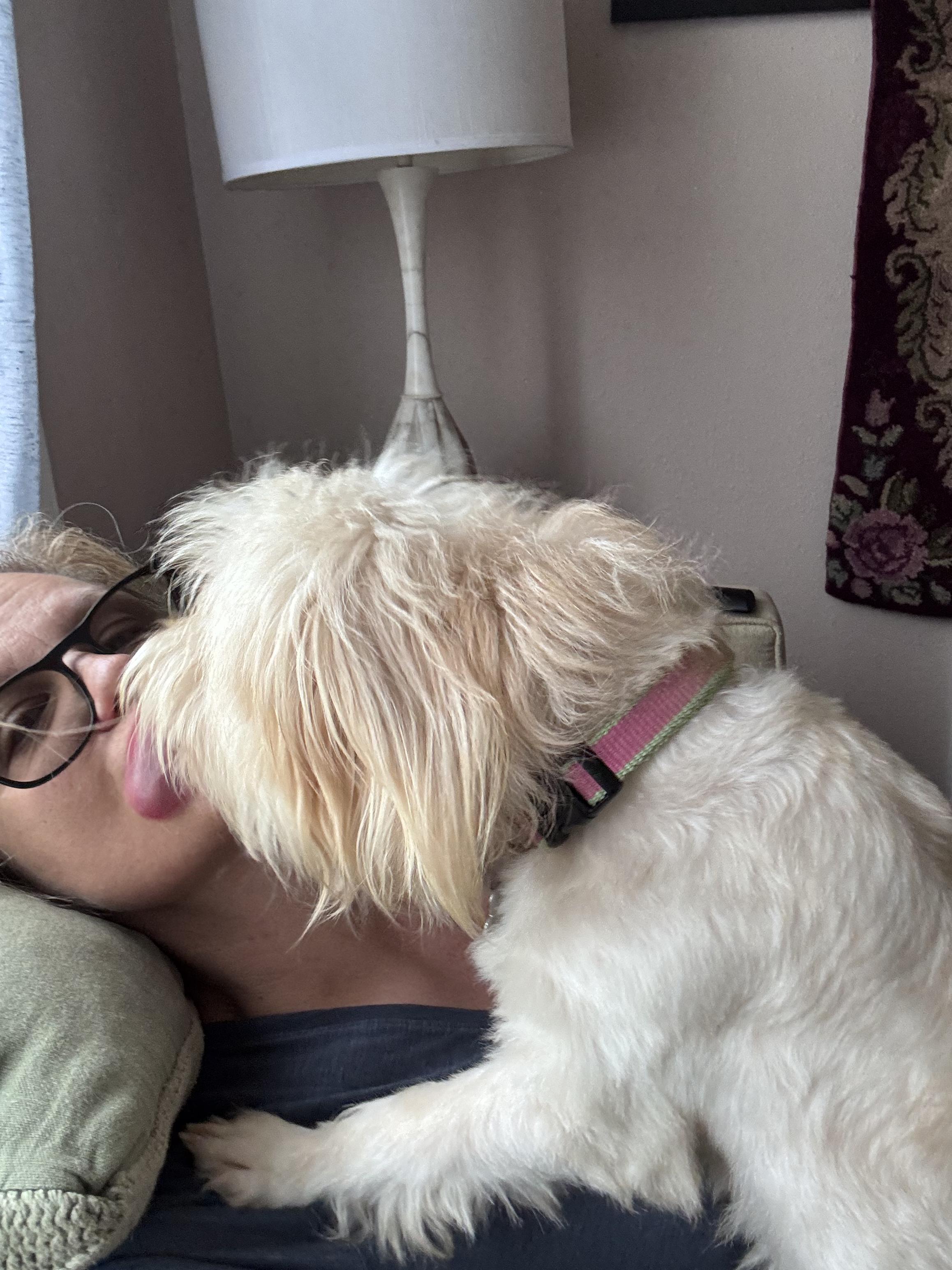 Enlarge Flux, an adopted Maltese in New Orleans, LA image 3/6