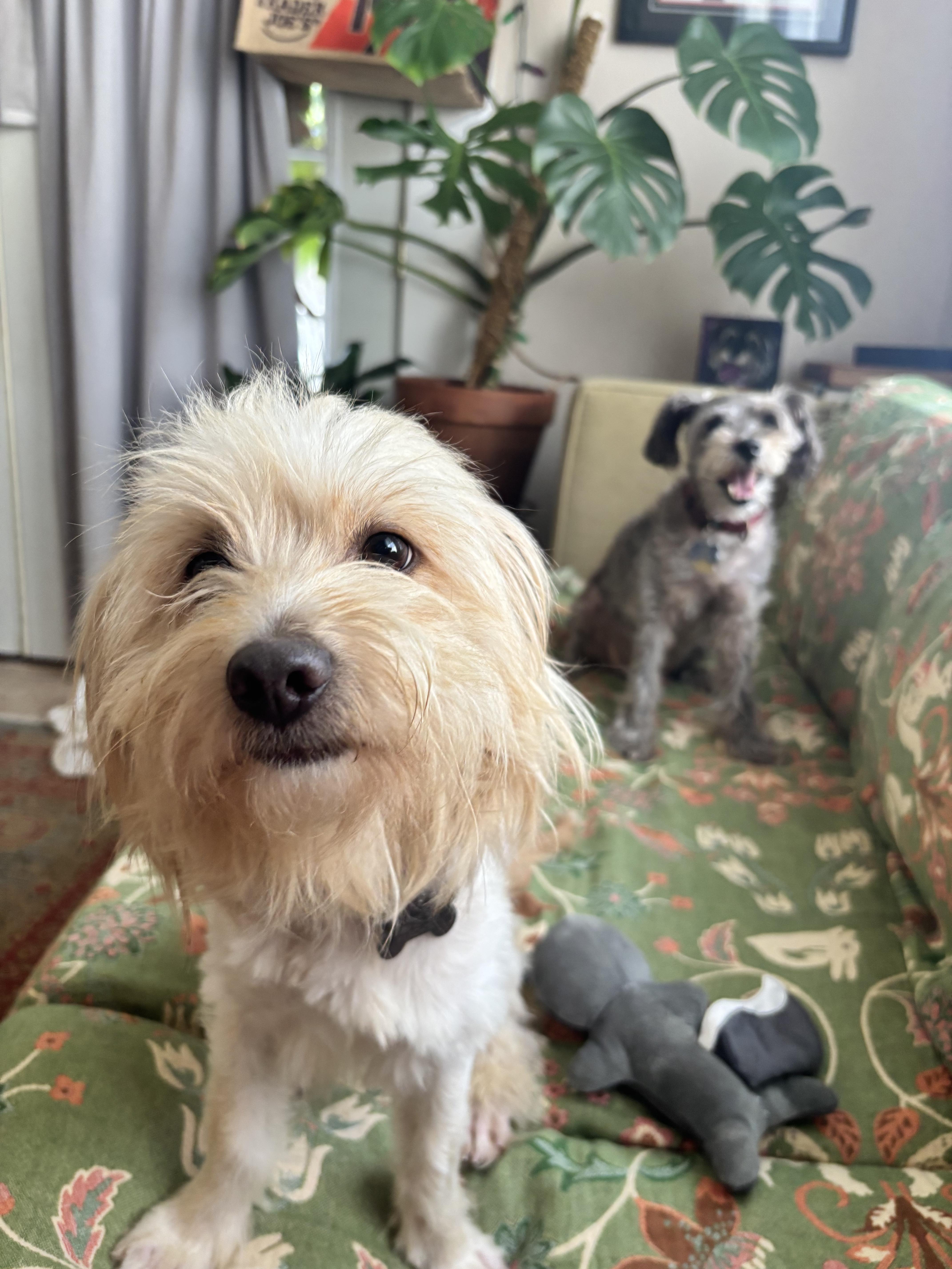 Enlarge Flux, an adopted Maltese in New Orleans, LA image 5/6