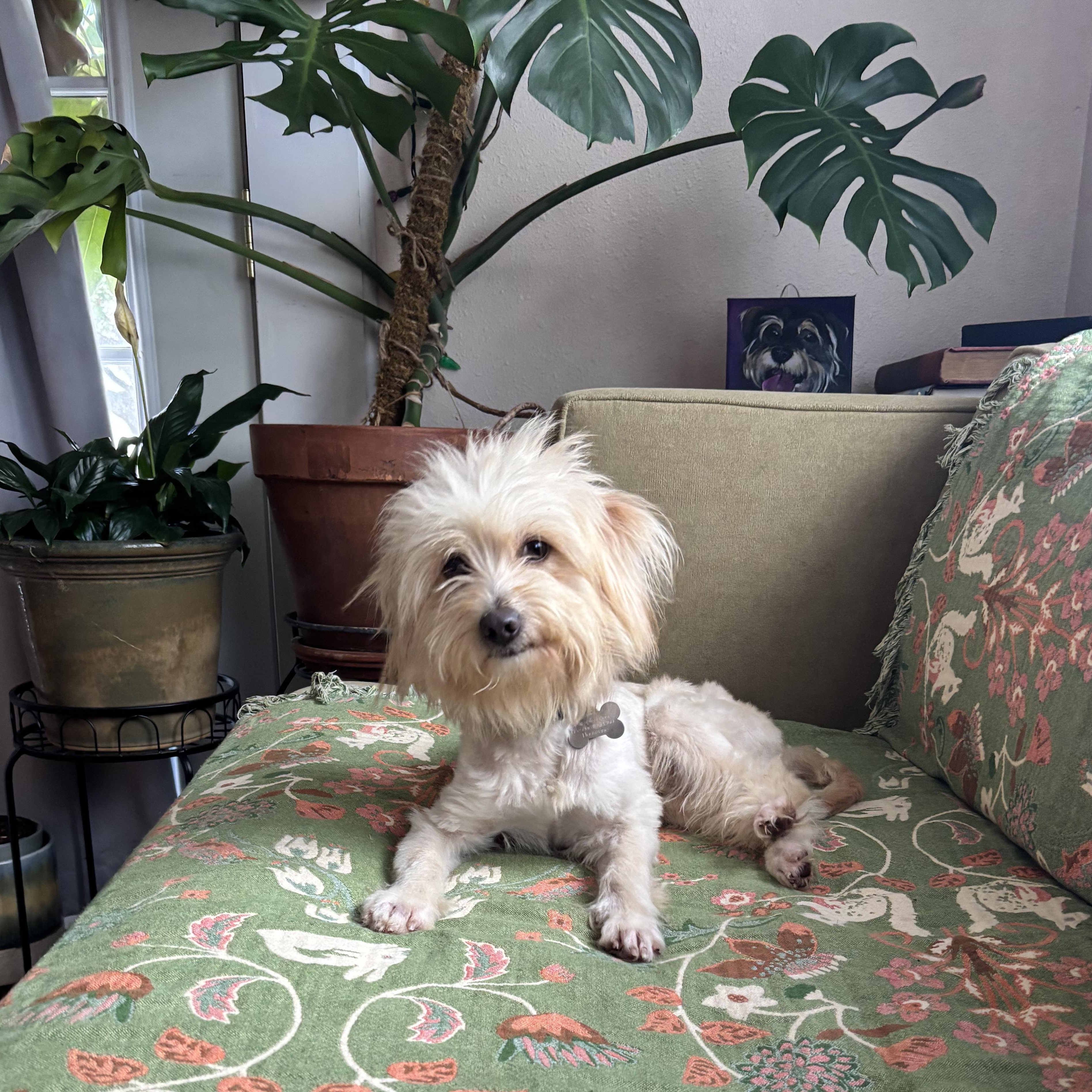 Flux, adopted, Young Male Maltese.