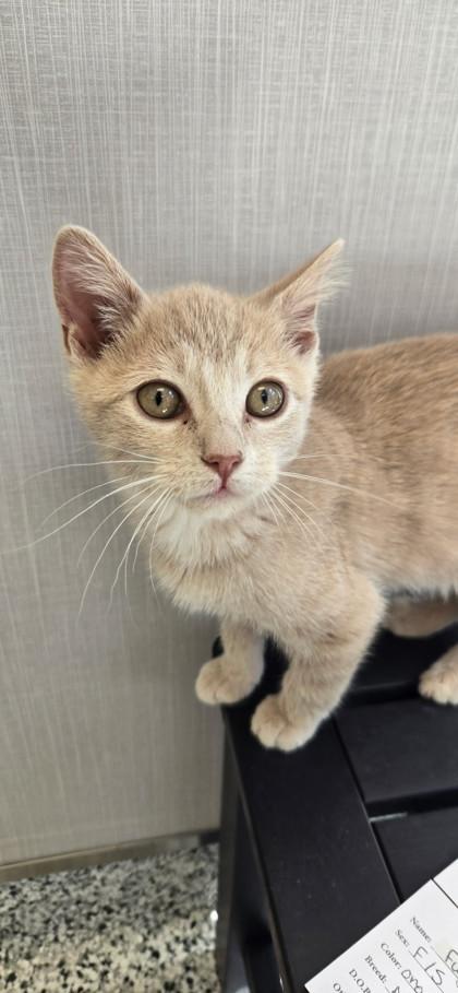 Enlarge Granny Smith, a Adoptable mixed breed in Fergus Falls, MN image 1/1