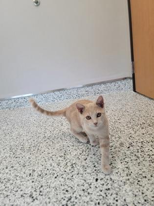 Granny Smith, Adoptable, Kitten Female Domestic Short Hair & Domestic Short Hair.