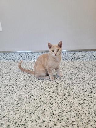 Enlarge Granny Smith, a Adoptable mixed breed in Fergus Falls, MN image 2/2
