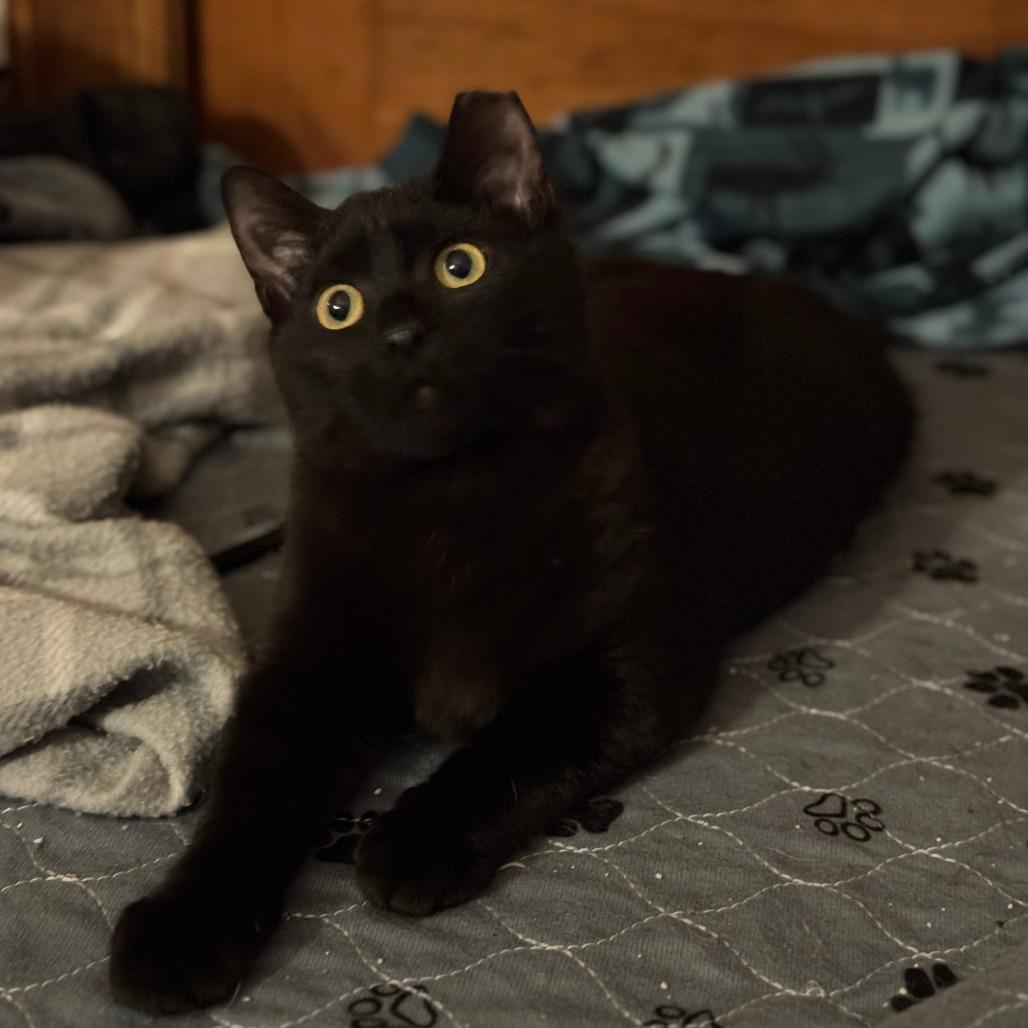Storm, Adoptable, Young Male Domestic Short Hair.