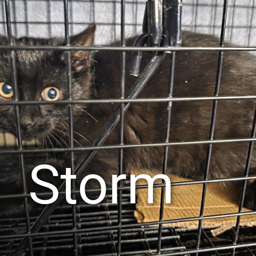 Storm, a Adoptable Domestic Short Hair in Waukesha, WI image 2/2