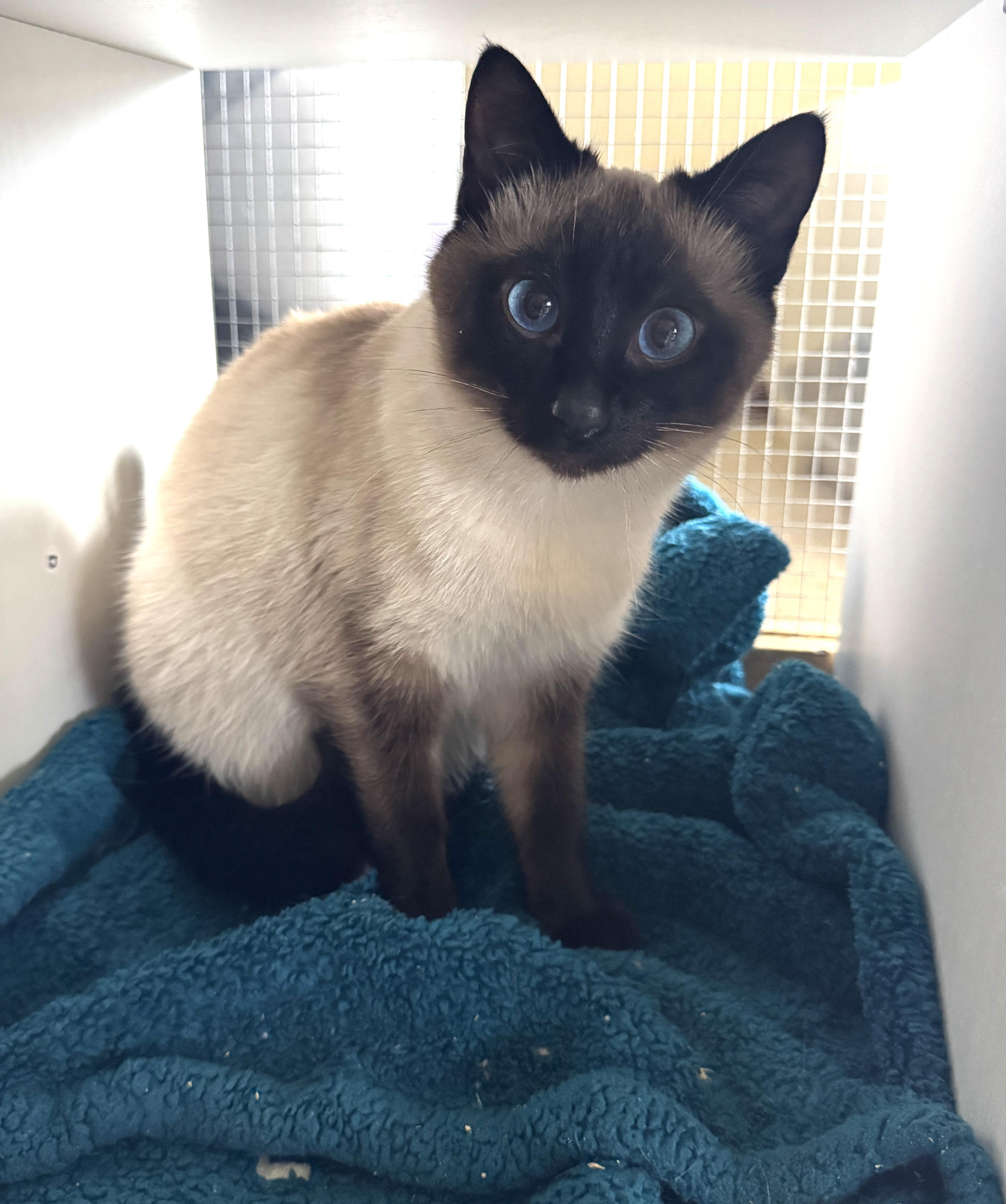 Enlarge Iris, an adopted mixed breed in Clackamas, OR image 4/6