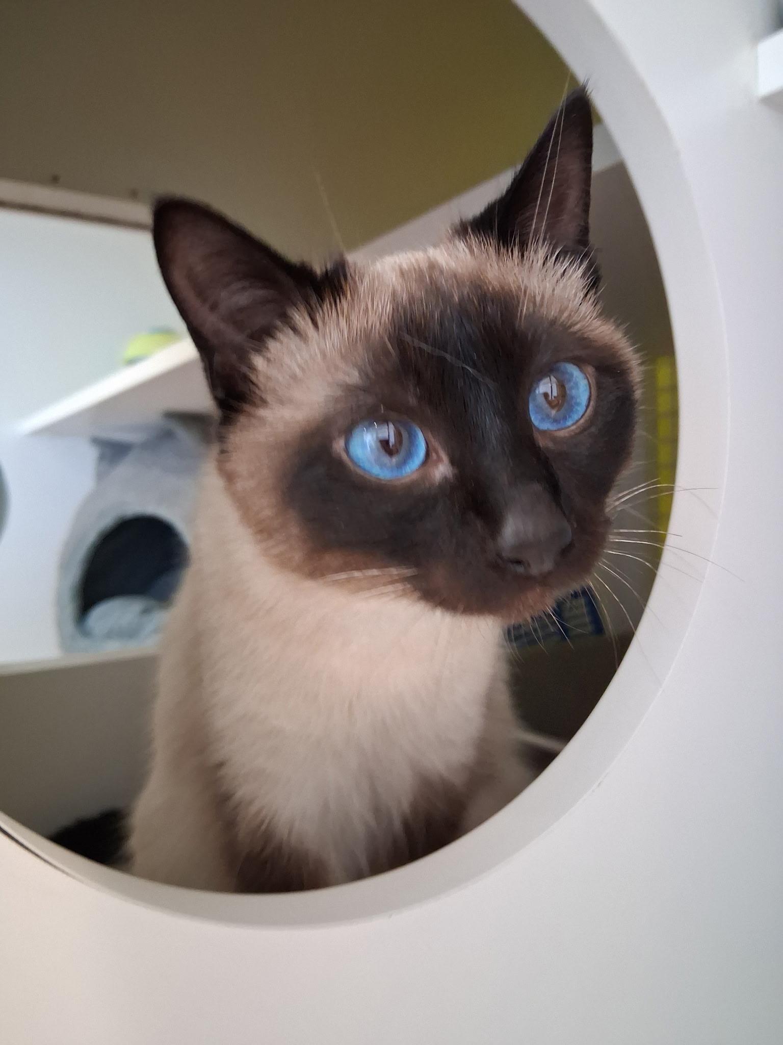 Iris, adopted, Young Female Siamese & Domestic Short Hair.
