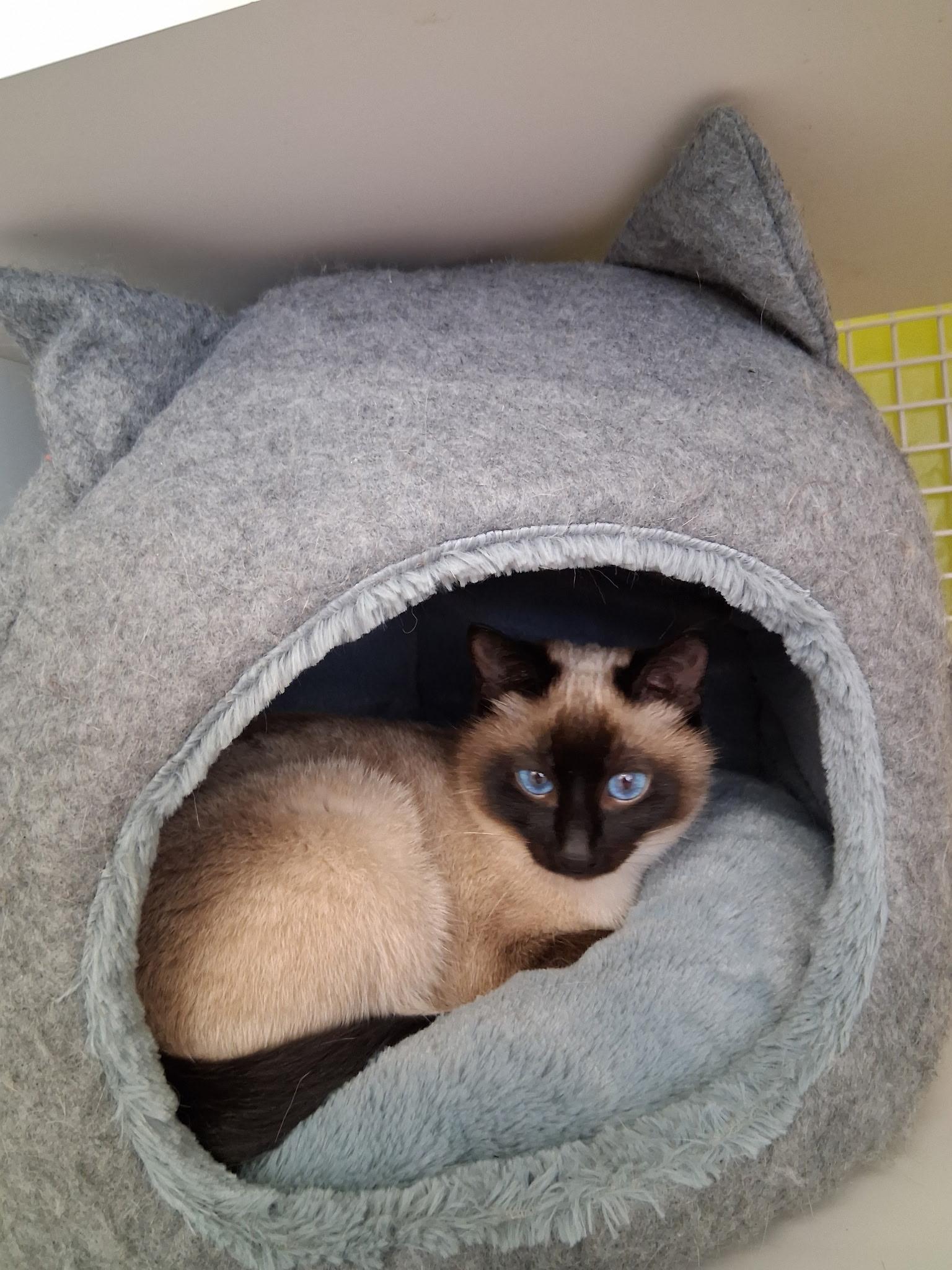 Enlarge Iris, an adopted mixed breed in Clackamas, OR image 6/6