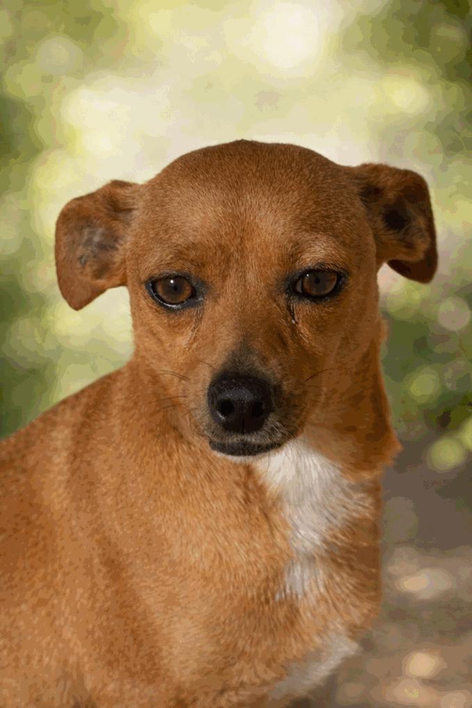 Enlarge Synabun, a ADOPTABLE mixed breed in Irving, TX image 1/3