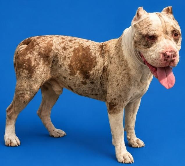 Enlarge Hopper, a Adoptable Pit Bull Terrier in Wauchula, FL image 1/1