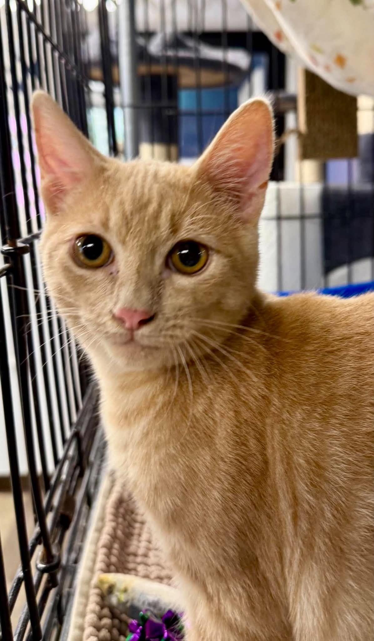 Enlarge Miller, a Adoptable Tabby in Belton, MO image 1/4