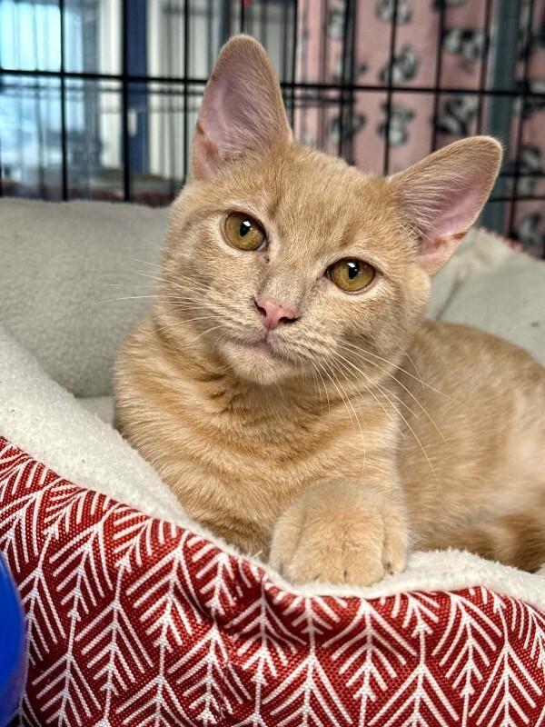 Enlarge Miller, a Adoptable Tabby in Belton, MO image 2/4