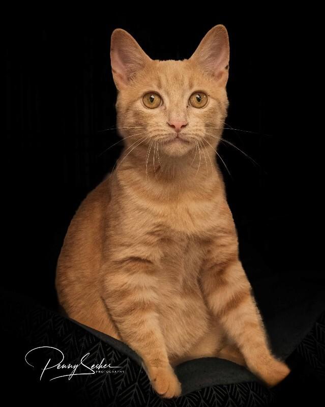 Enlarge Miller, a Adoptable Tabby in Belton, MO image 3/4