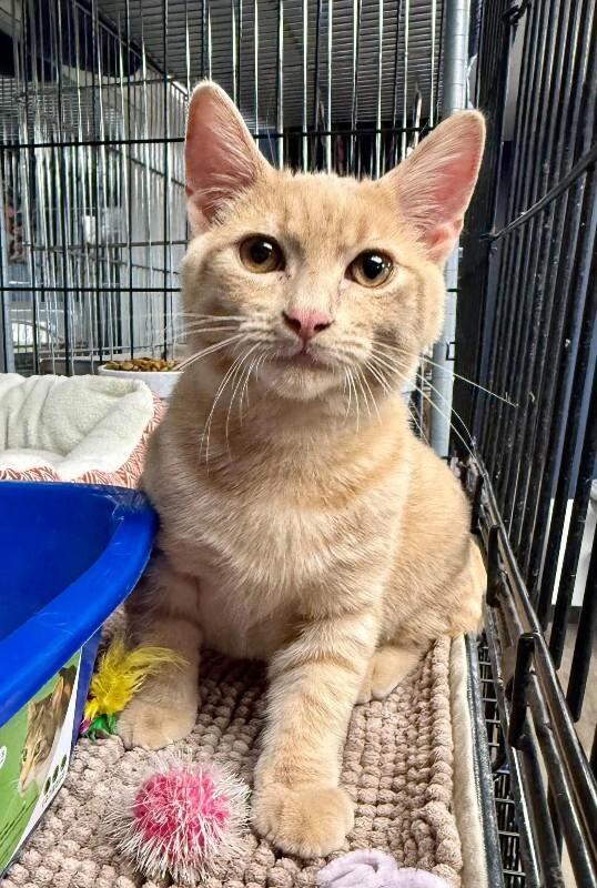 Enlarge Miller, a Adoptable Tabby in Belton, MO image 4/4