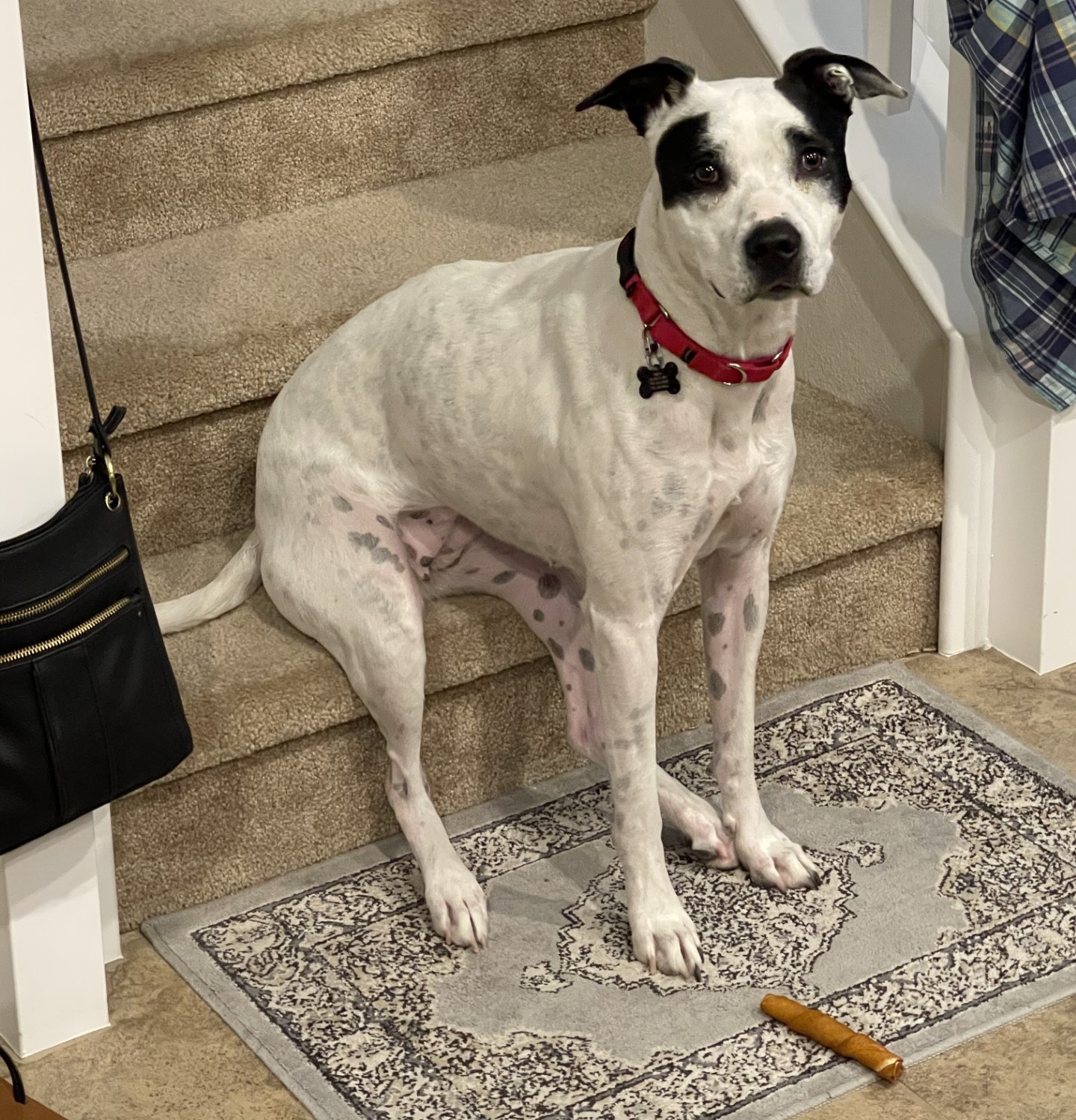 Sally, a Adoptable mixed breed in Las Vegas, NV image 1/5