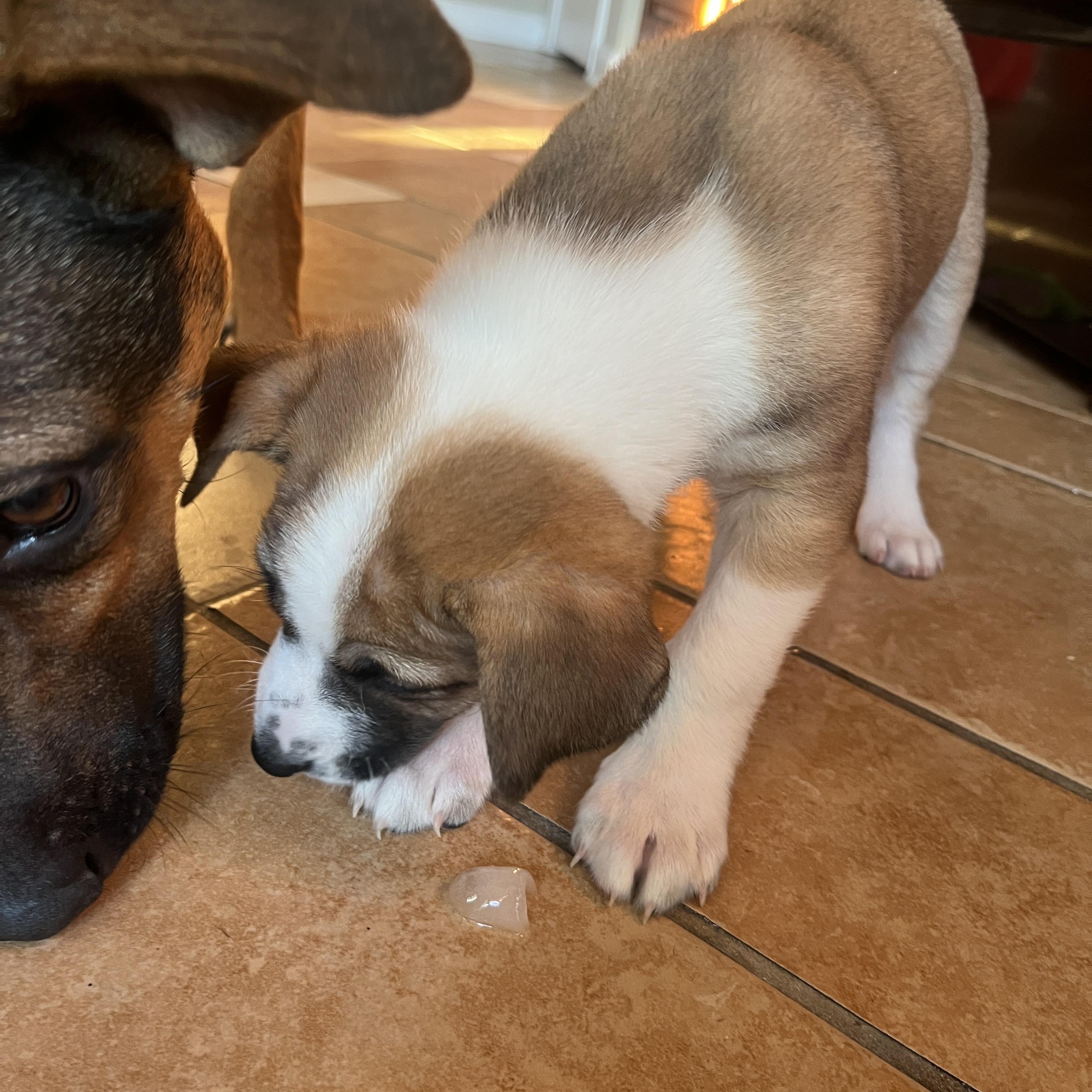 Enlarge Dylan, a Adoptable mixed breed in Franklin, TN image 4/5